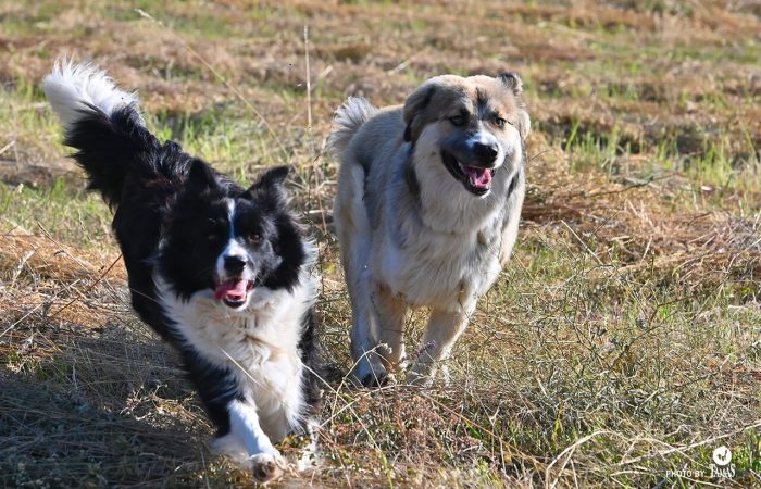 futo kutyak border collie, husky